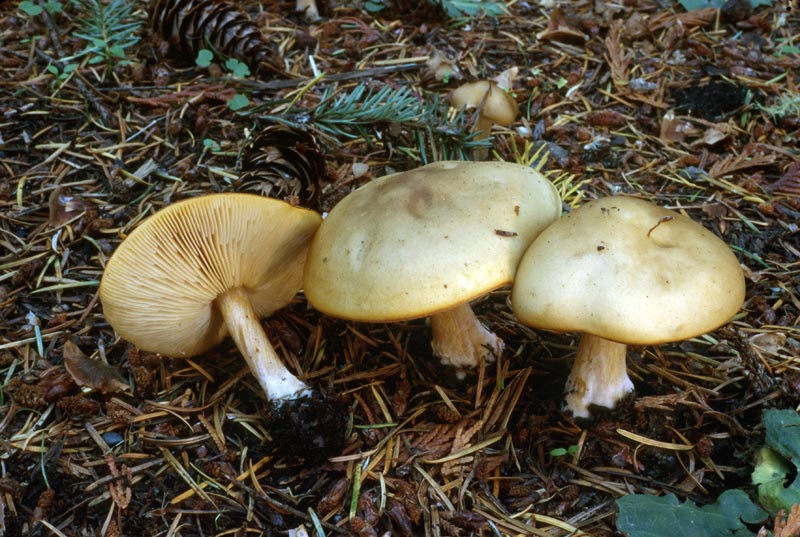 Melanoleuca cognata